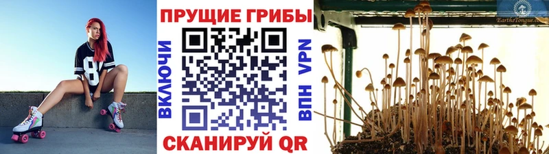 Псилоцибиновые грибы Psilocybine cubensis Киров